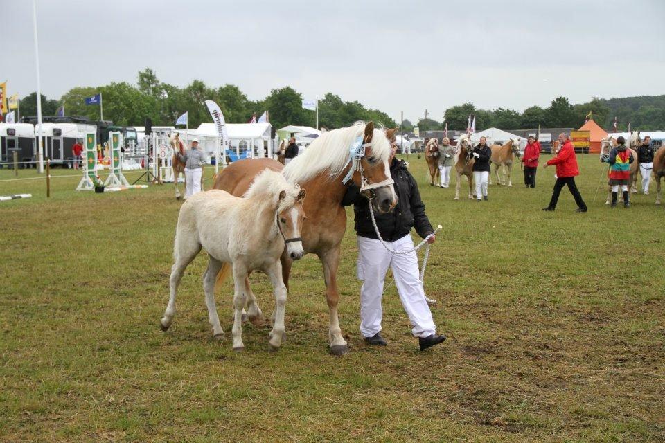 Haflinger Brombær solgt - det fynske dyrskue 2012 de fik 21 point
 billede 9