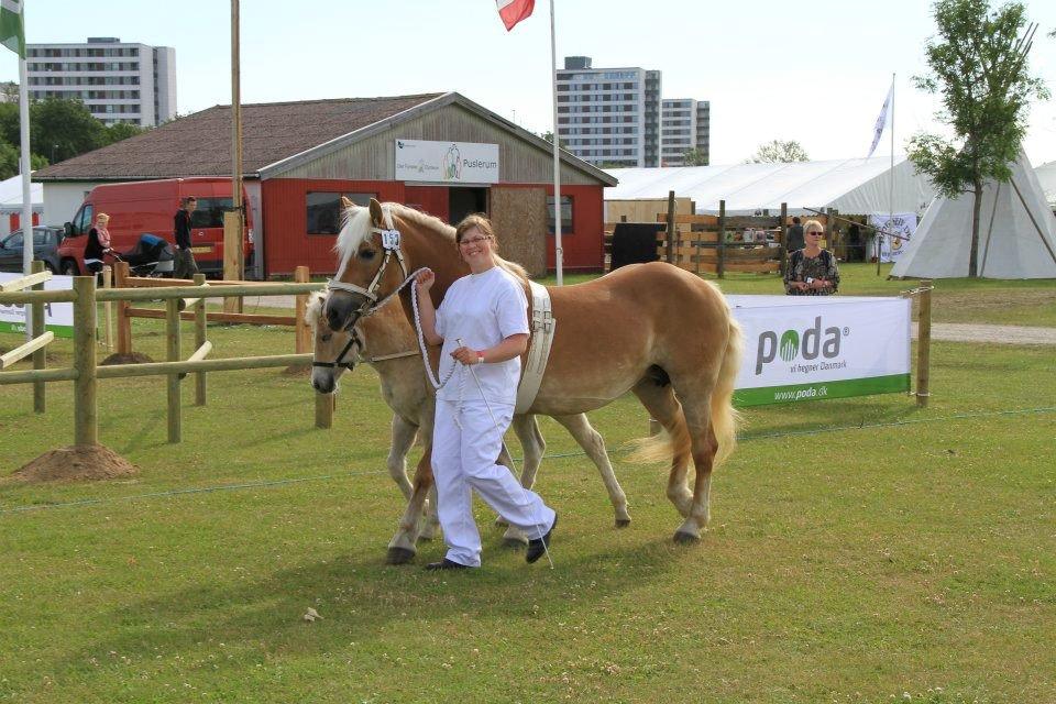 Haflinger Brombær solgt - ida smiler til fotografen hehe:-) billede 10