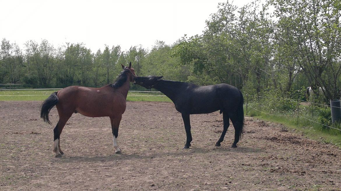 Oldenborg Sorél af Dano billede 5