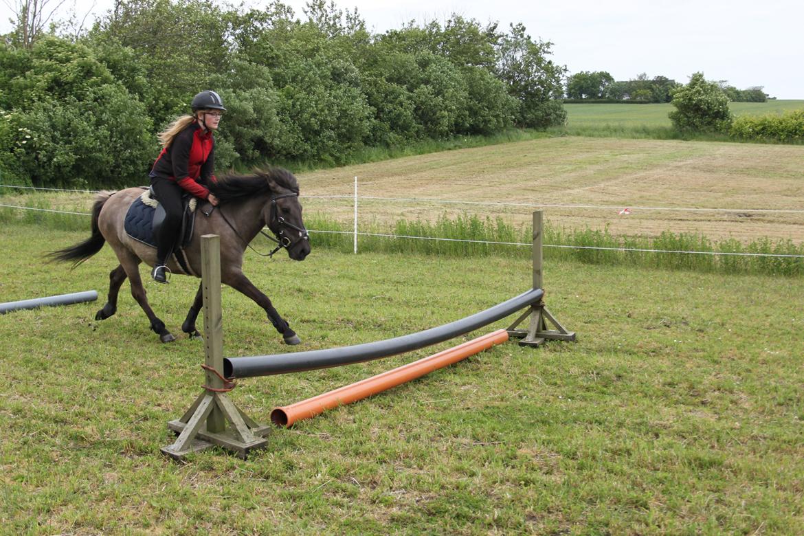 Islænder Mysla - En privat ridetime
Foto Mette billede 12