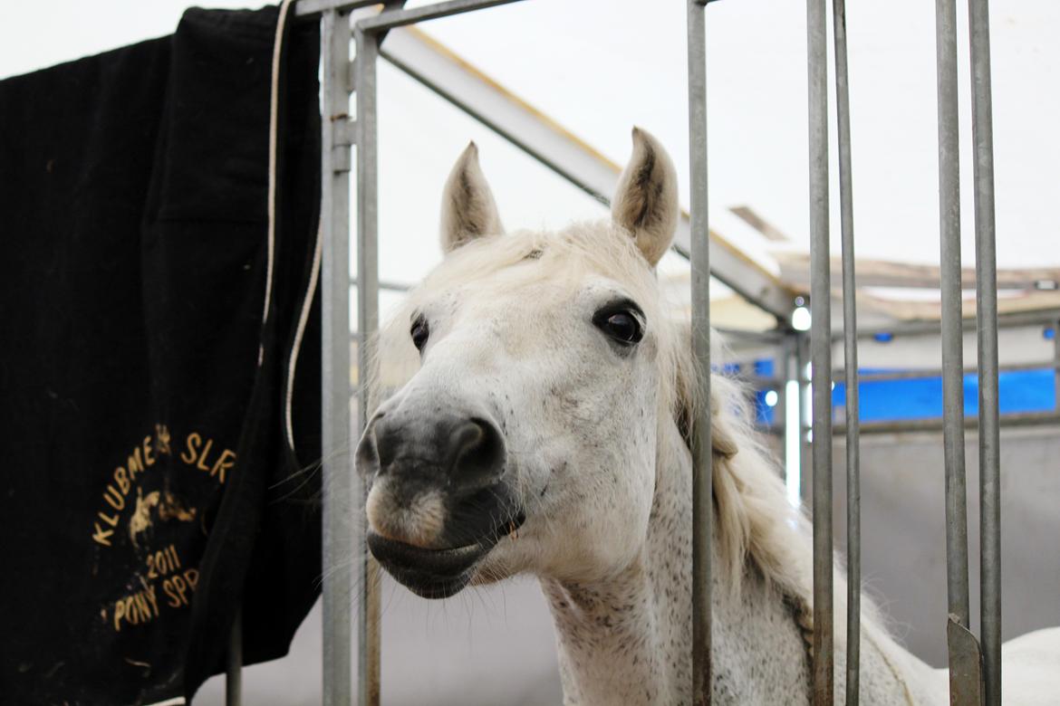 Connemara Kalle  - Søde Kalle i sin boks på Vilhelmsborg! DM 2012 <3 billede 16