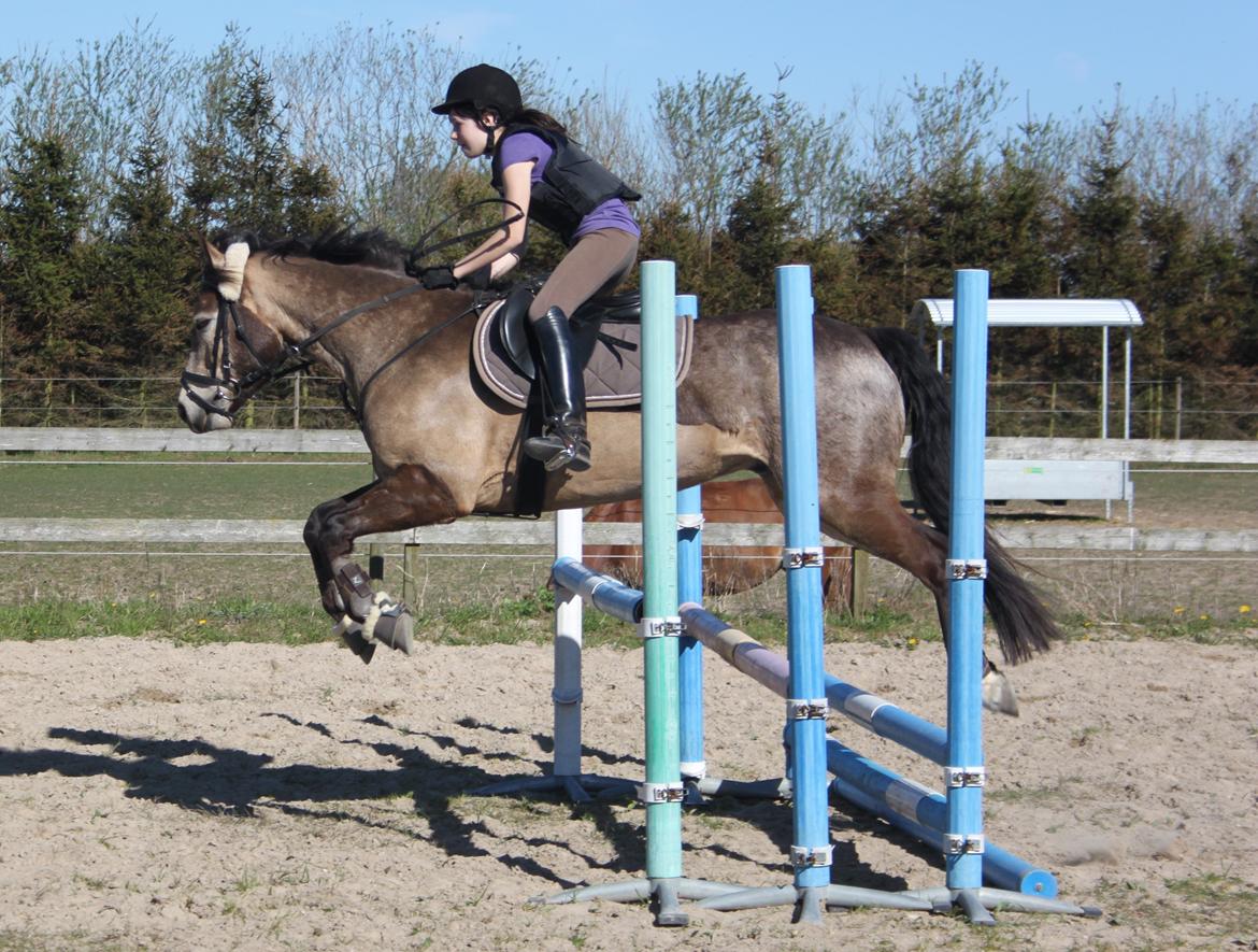 Connemara Ac-Seje Charlie af Engvang *..Bassemand..* - Springning<3
Foto: Maria billede 16