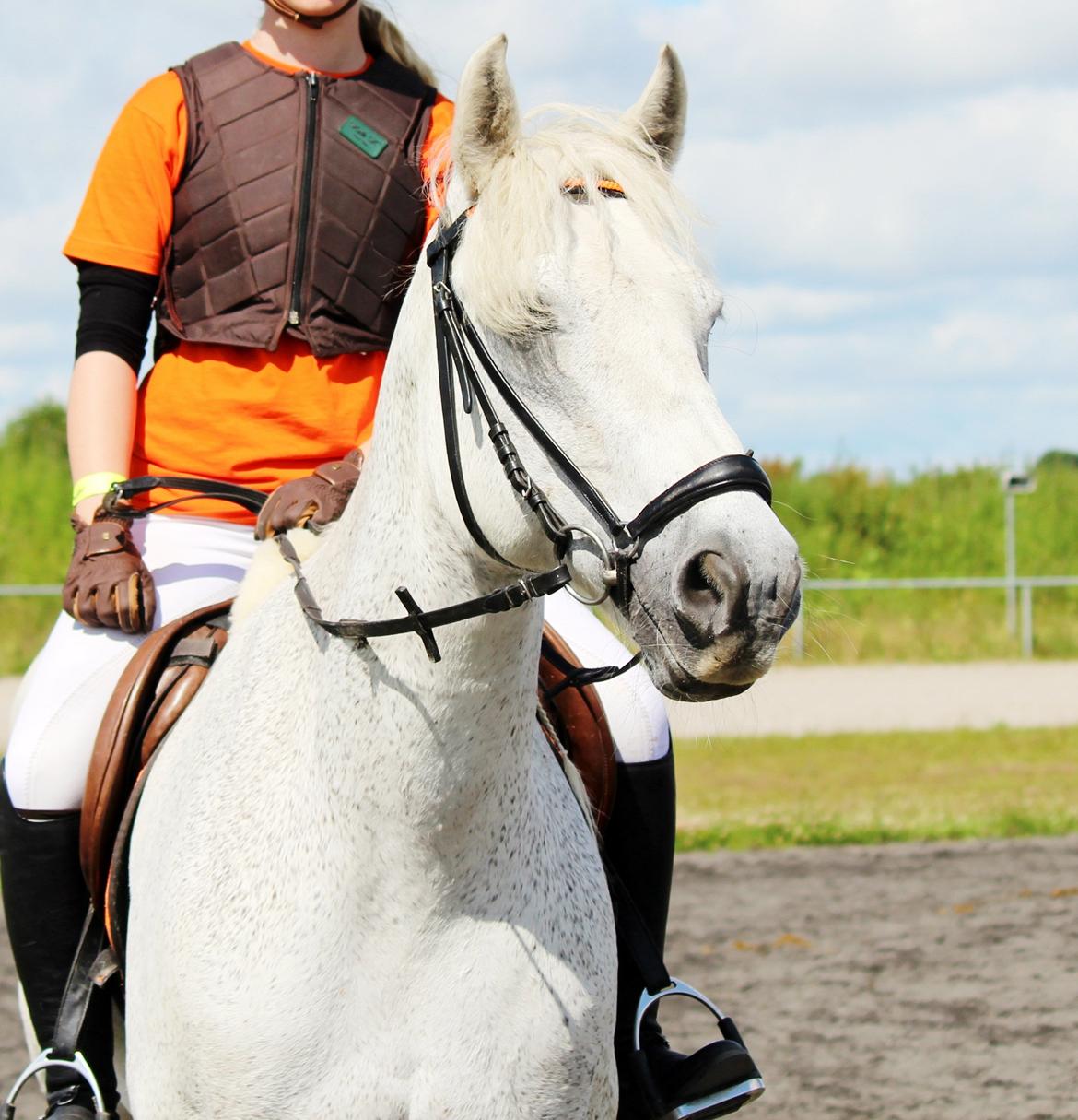 Connemara Kalle  - Smukke dyr - DM 2012 billede 20