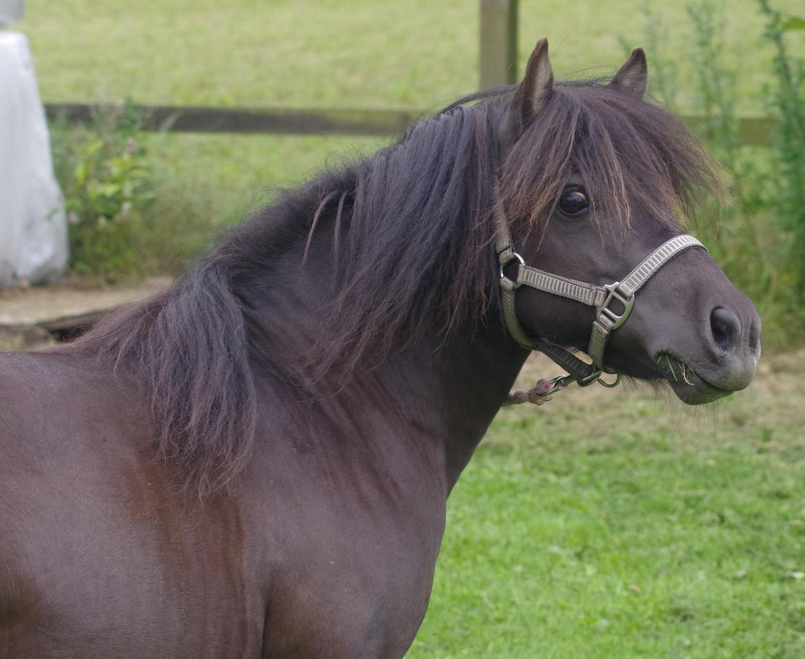 Shetlænder Tasha billede 12