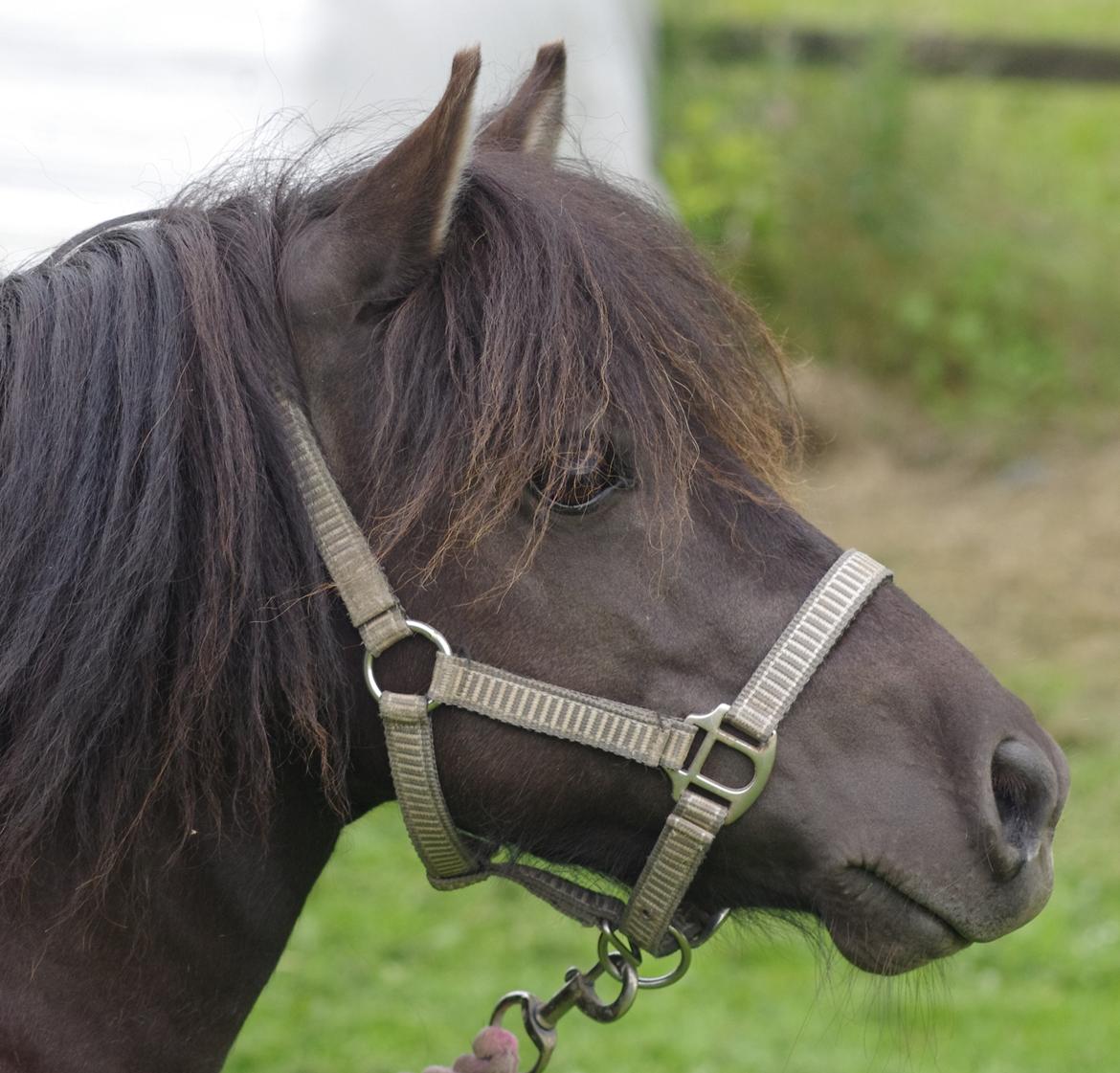 Shetlænder Tasha billede 13