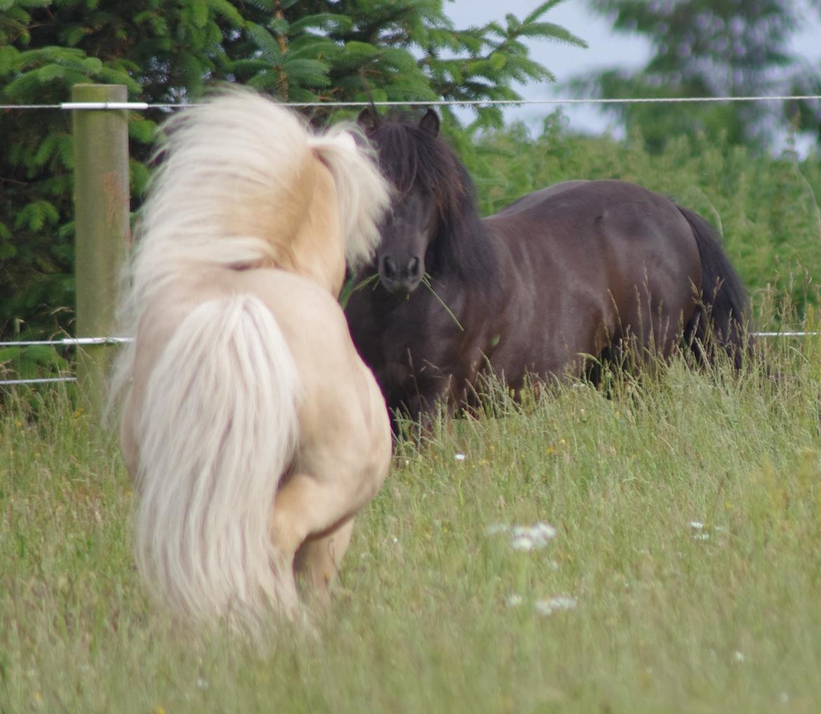 Shetlænder Tasha billede 14