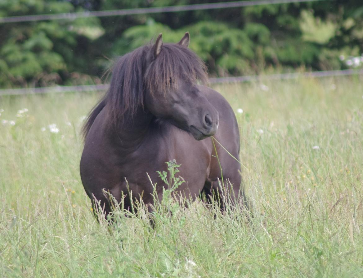 Shetlænder Tasha billede 15