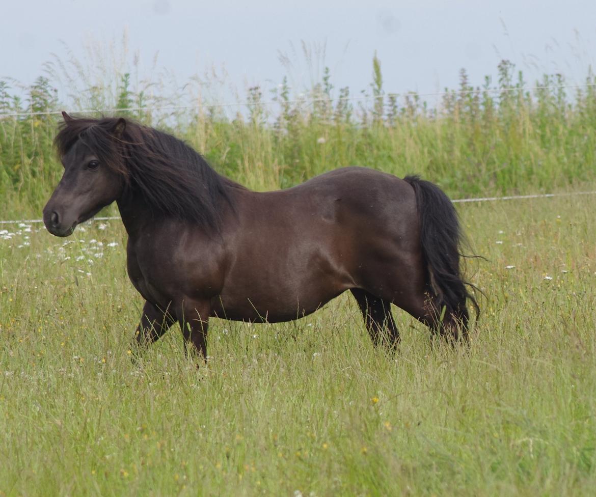 Shetlænder Tasha billede 16