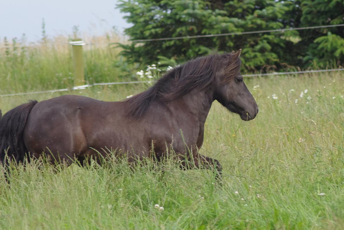 Shetlænder Tasha billede 17