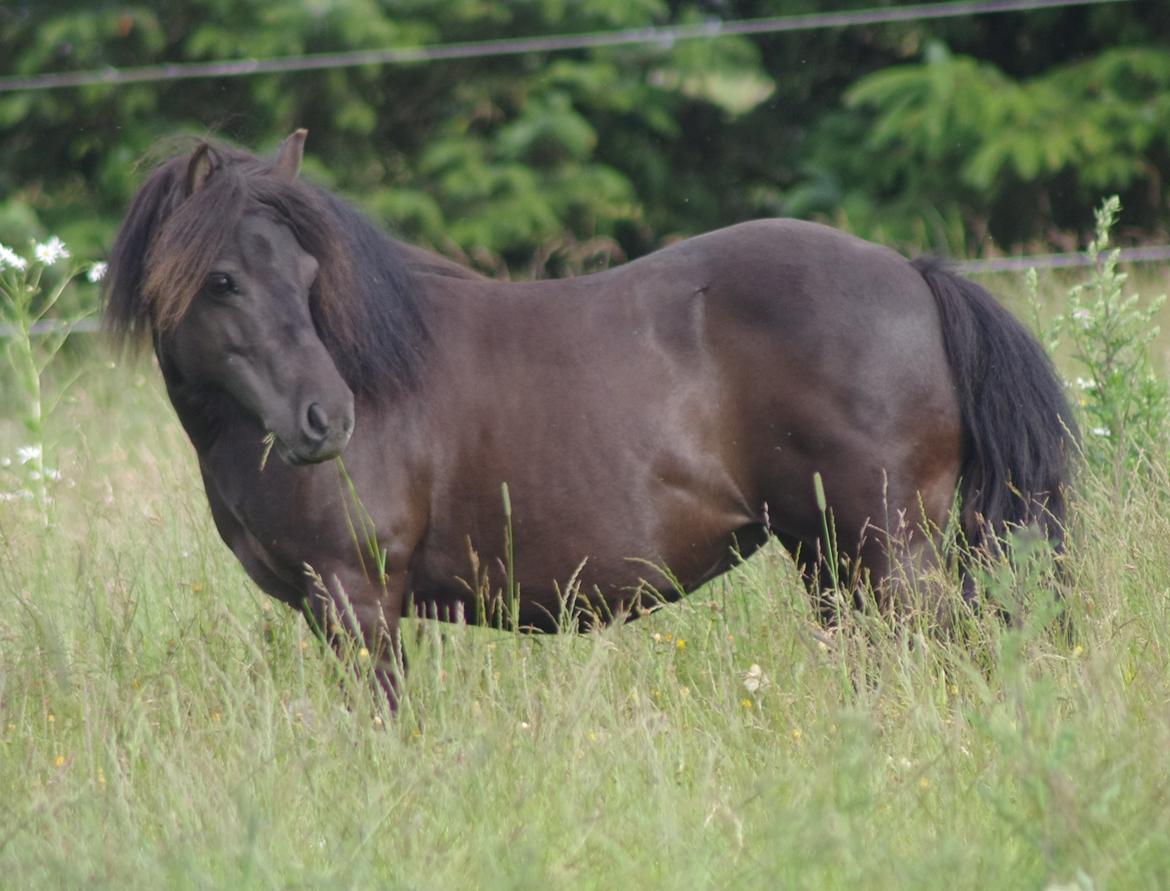 Shetlænder Tasha billede 1