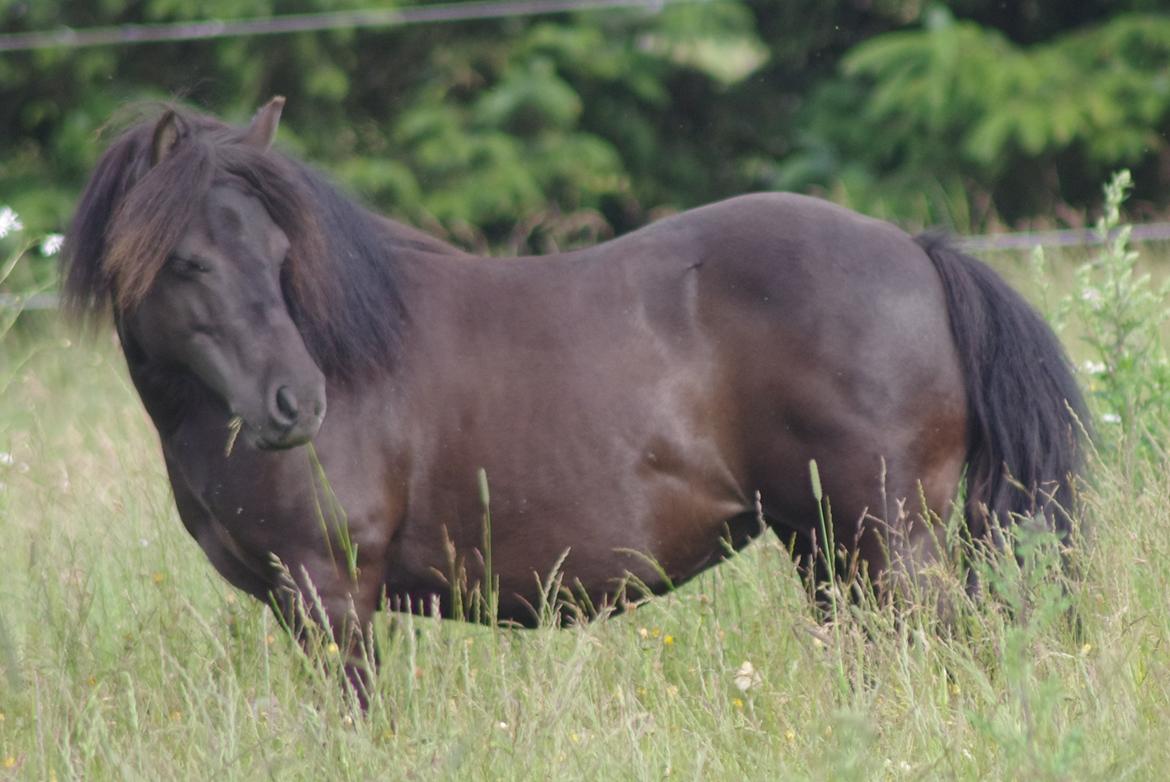 Shetlænder Tasha billede 18