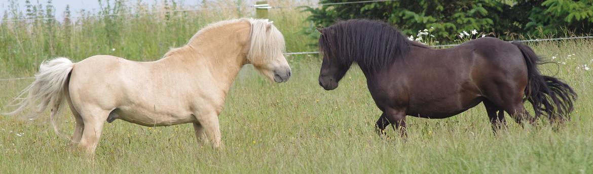 Shetlænder Tasha billede 19