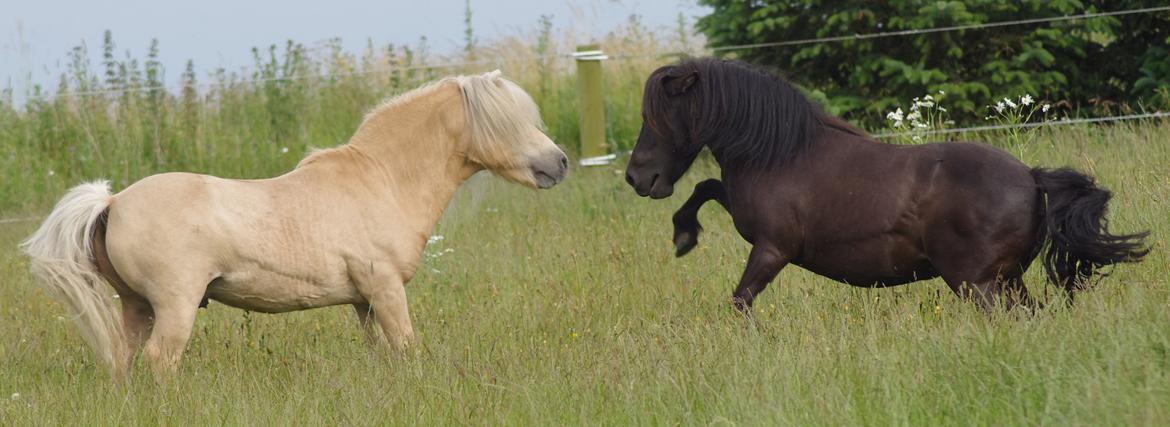 Shetlænder Tasha billede 9
