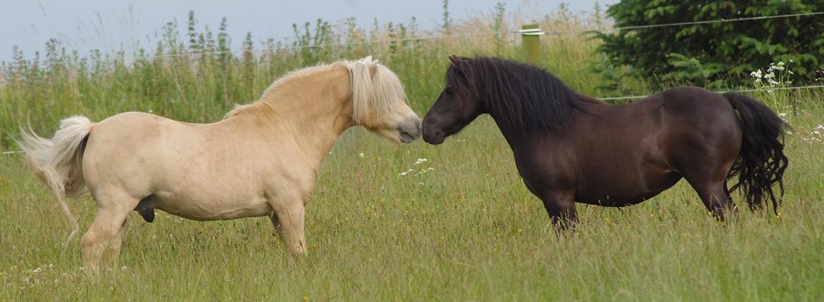 Shetlænder Tasha billede 2