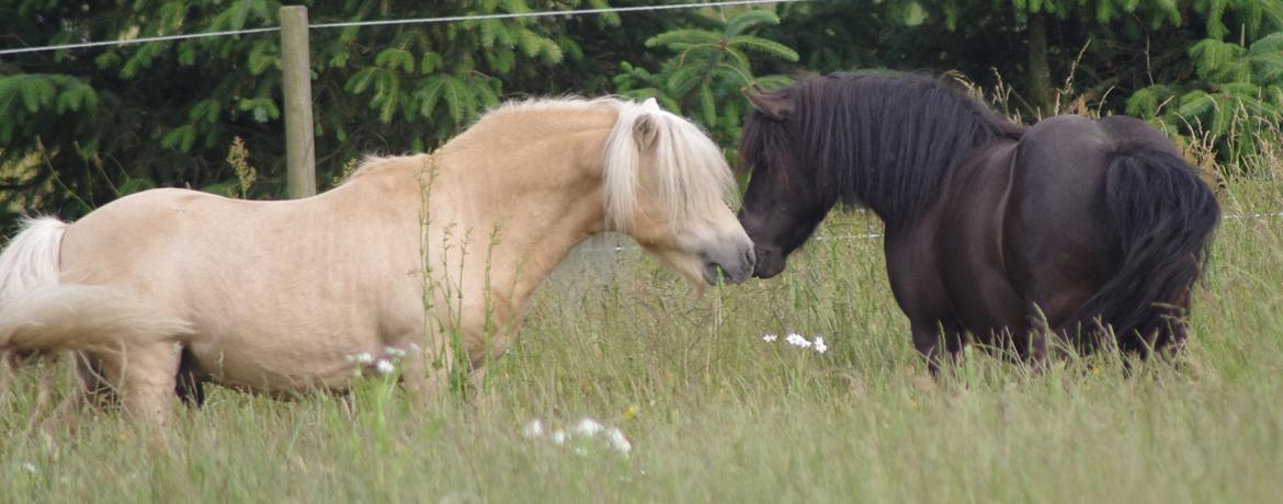 Shetlænder Tasha billede 11