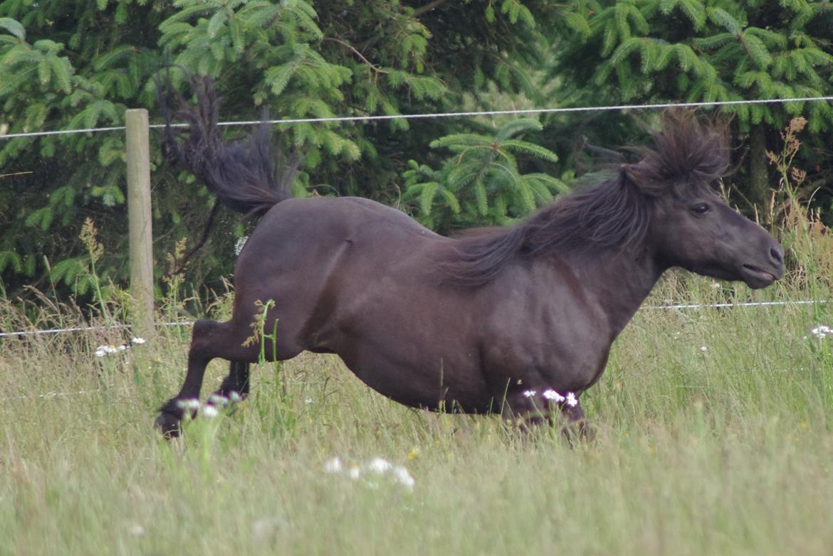 Shetlænder Tasha billede 6