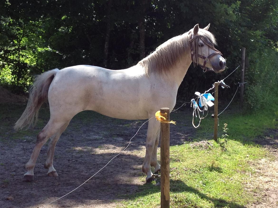 Anden særlig race Mille - Min smukke pony :) billede 1
