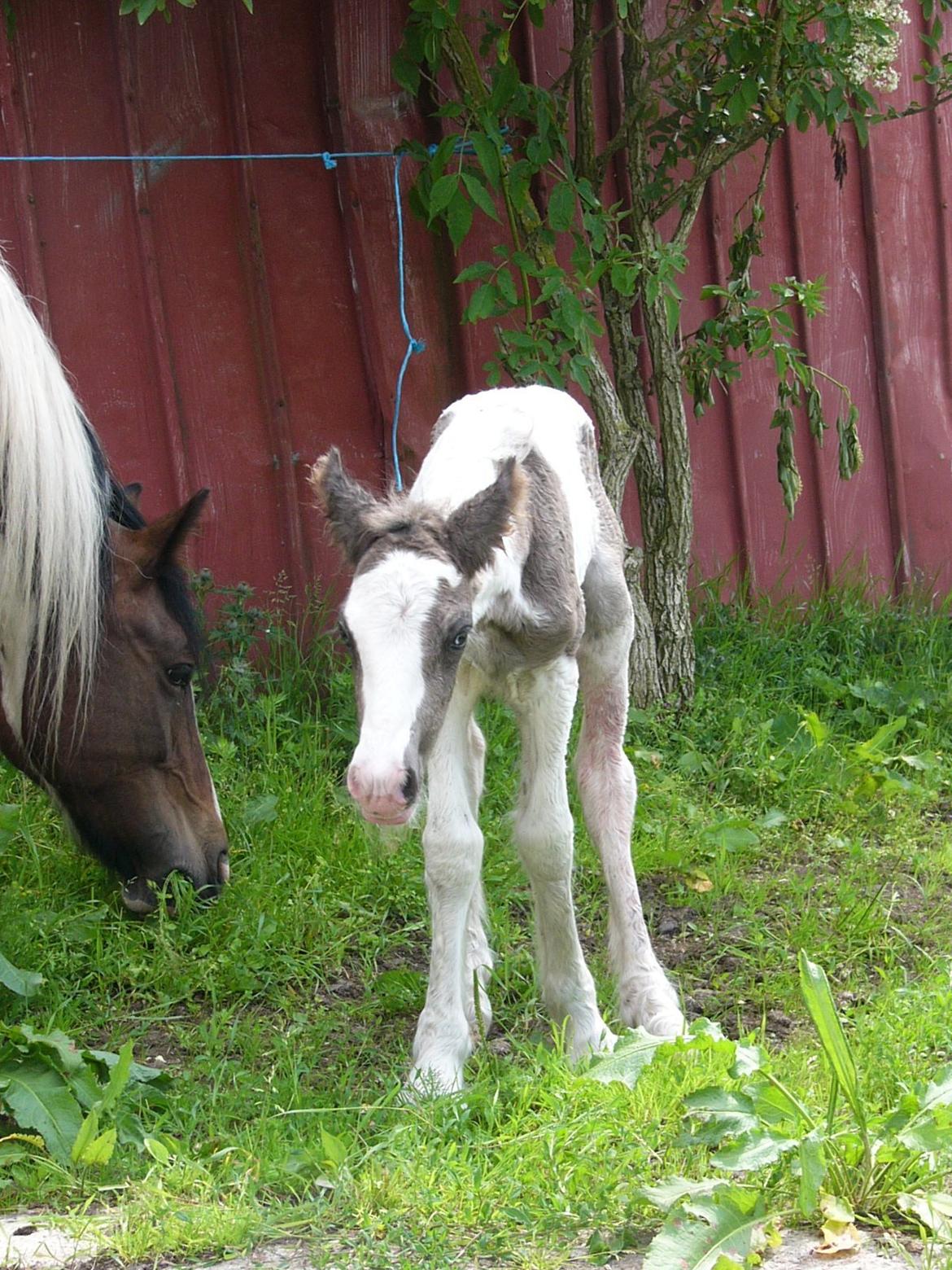 Irish Cob Phoinix of The Irish Western art Ranch billede 1