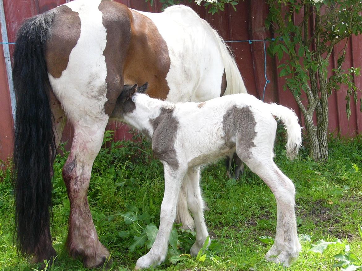 Irish Cob Phoinix of The Irish Western art Ranch billede 2
