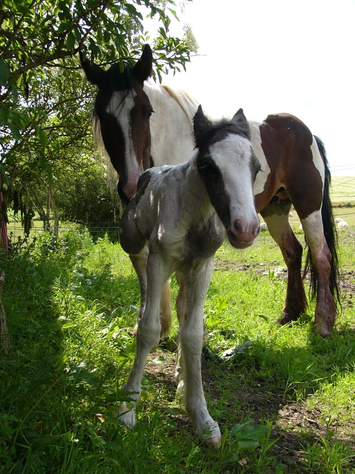 Irish Cob Phoinix of The Irish Western art Ranch billede 3