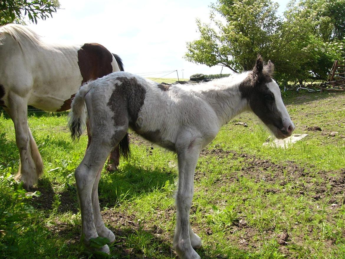 Irish Cob Phoinix of The Irish Western art Ranch billede 4