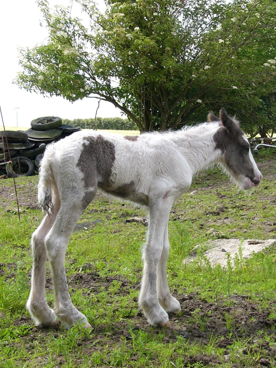 Irish Cob Phoinix of The Irish Western art Ranch billede 5