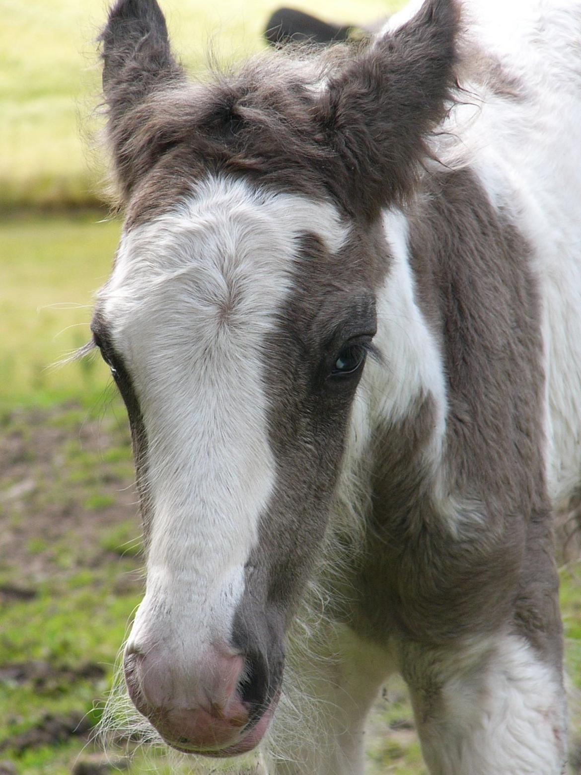 Irish Cob Phoinix of The Irish Western art Ranch billede 6