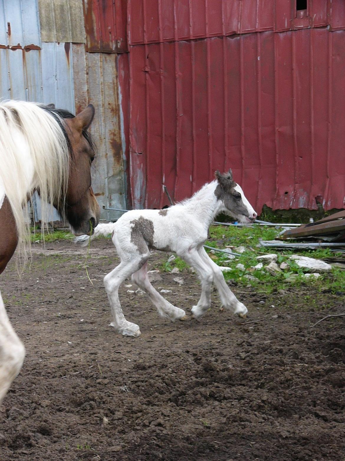Irish Cob Phoinix of The Irish Western art Ranch billede 7