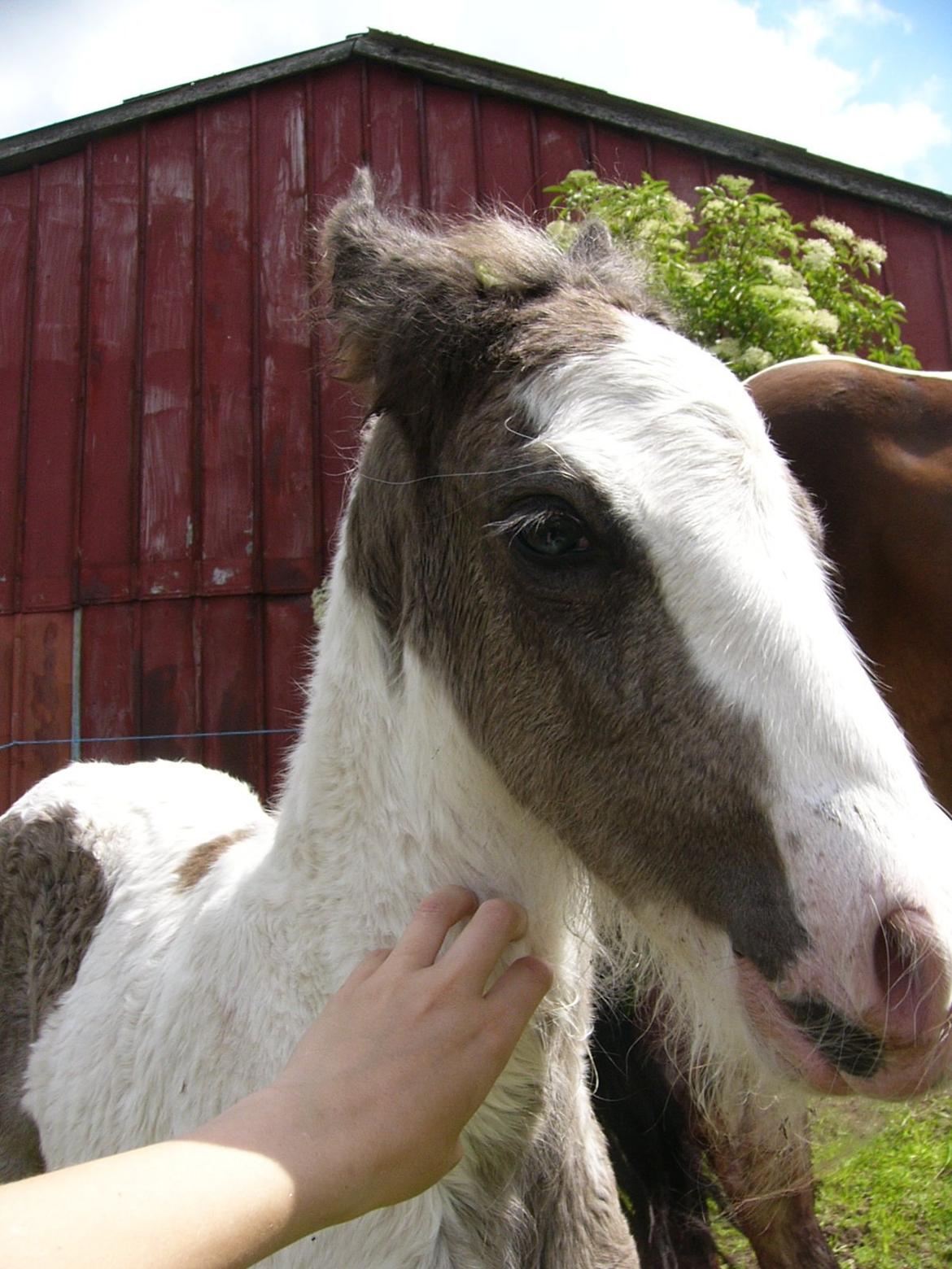 Irish Cob Phoinix of The Irish Western art Ranch billede 8