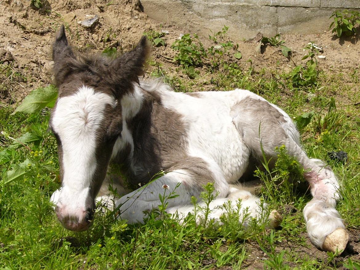Irish Cob Phoinix of The Irish Western art Ranch billede 10