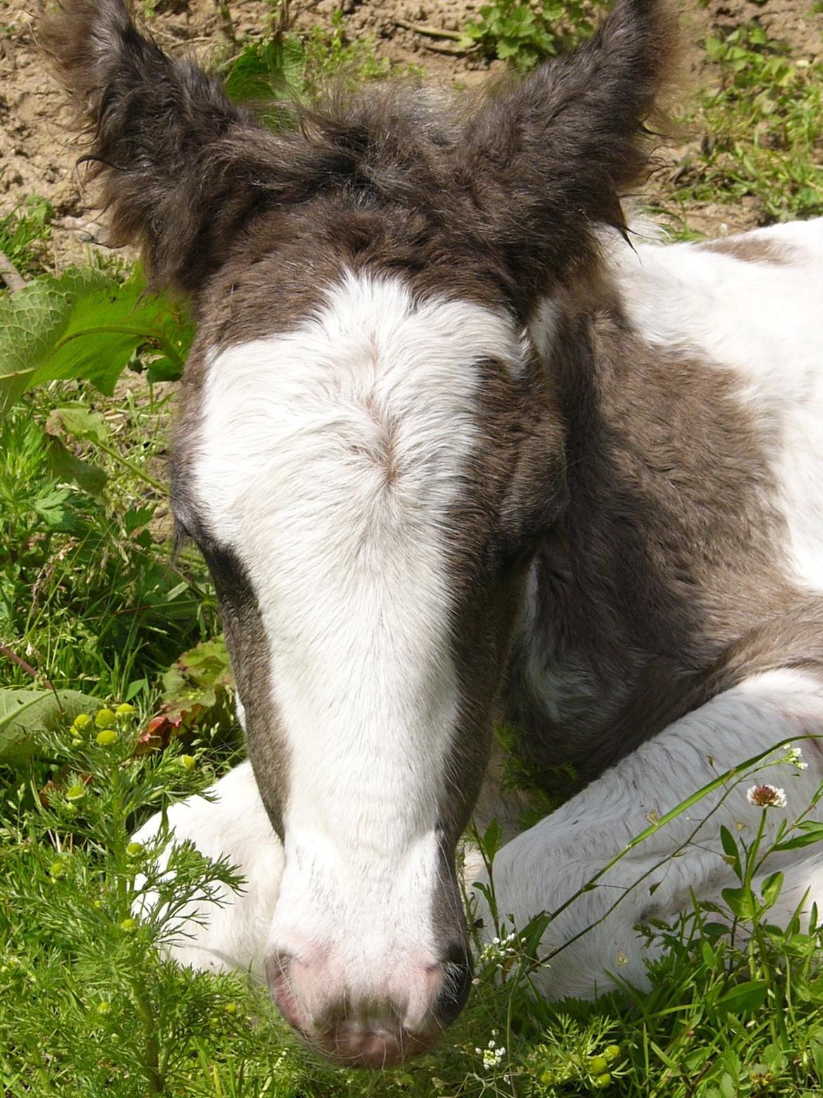 Irish Cob Phoinix of The Irish Western art Ranch billede 11