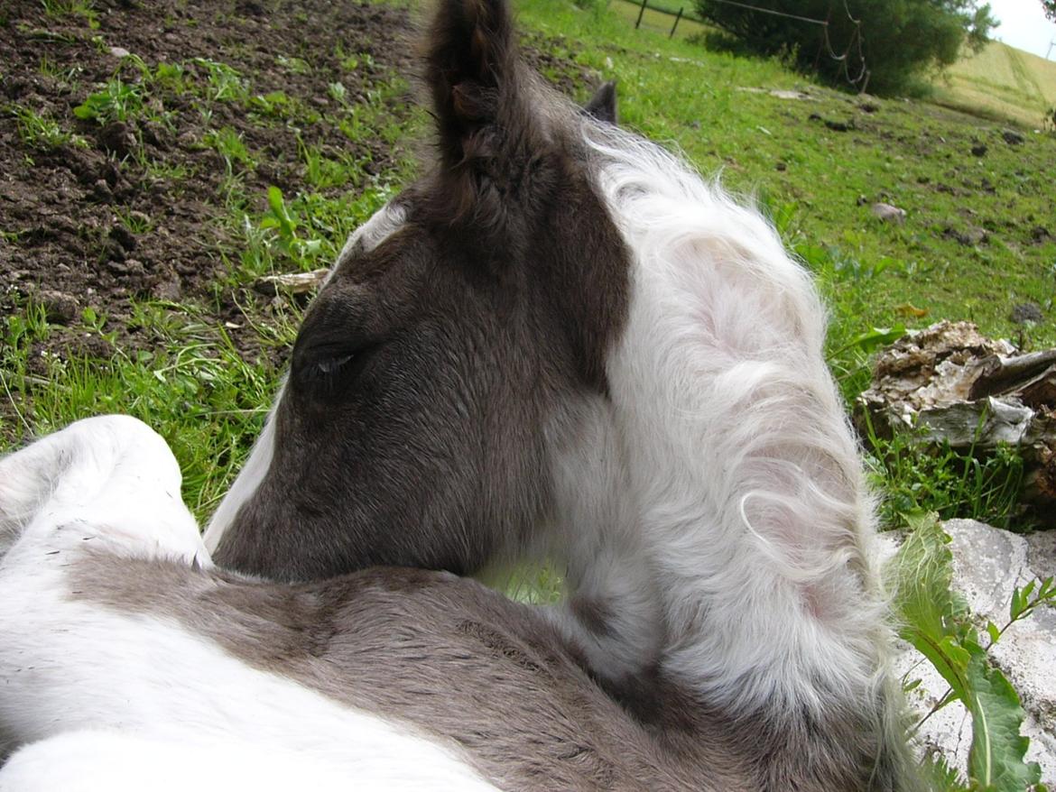 Irish Cob Phoinix of The Irish Western art Ranch billede 12