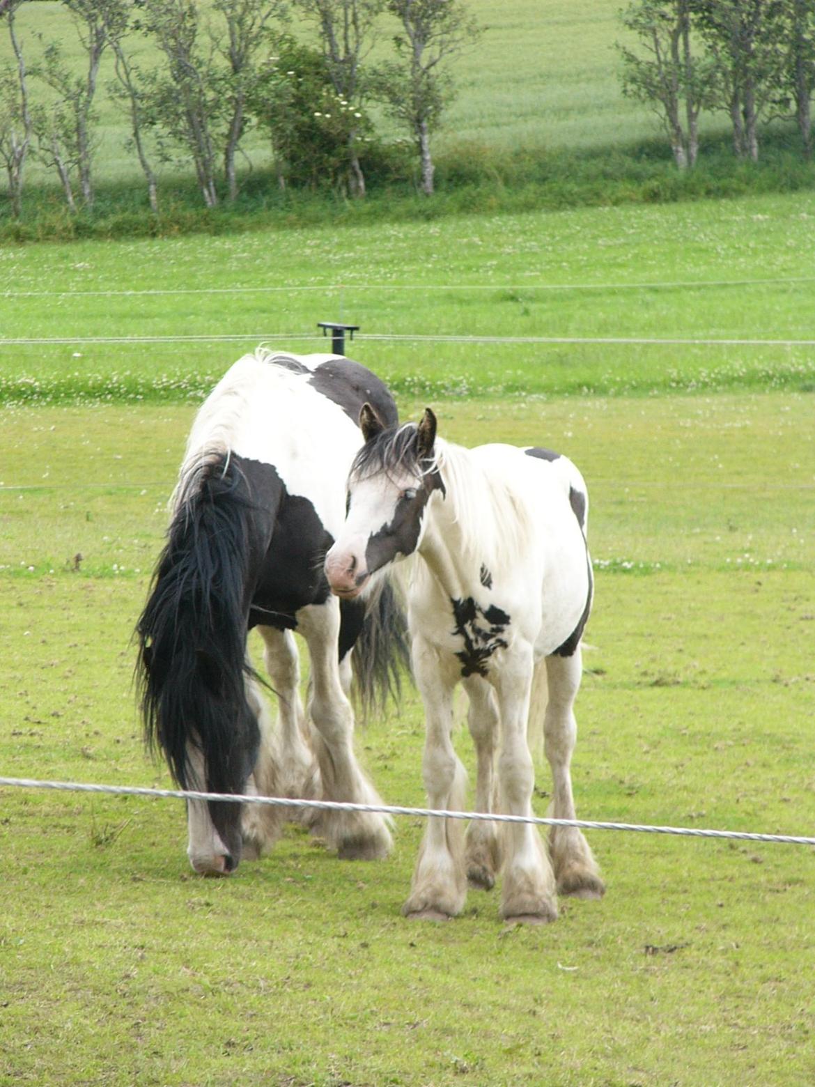 Irish Cob Poseidon R.I.P Lækre fyr! billede 15
