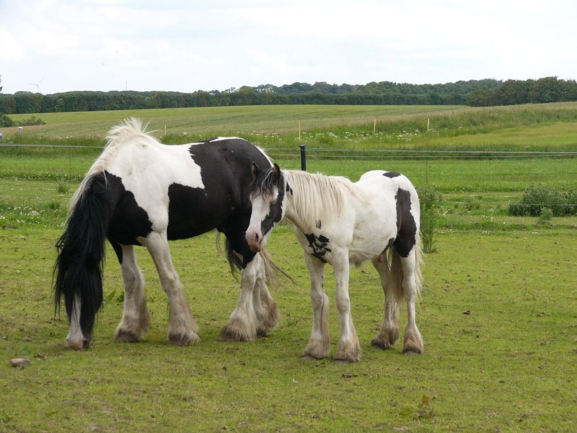 Irish Cob Poseidon R.I.P Lækre fyr! billede 16