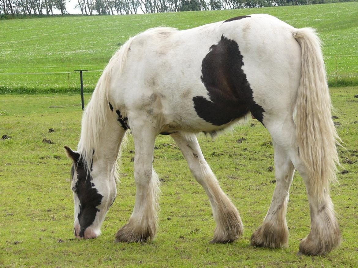 Irish Cob Poseidon R.I.P Lækre fyr! billede 17