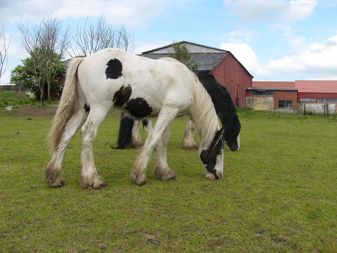 Irish Cob Poseidon R.I.P Lækre fyr! billede 18