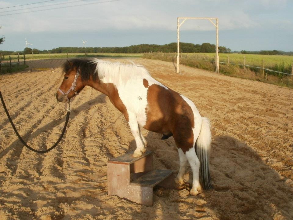 Shetlænder Spirit - hygge med Spirit så dygtig min lille dreng er <3 billede 1