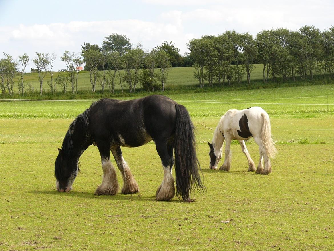 Irish Cob Poseidon R.I.P Lækre fyr! billede 20