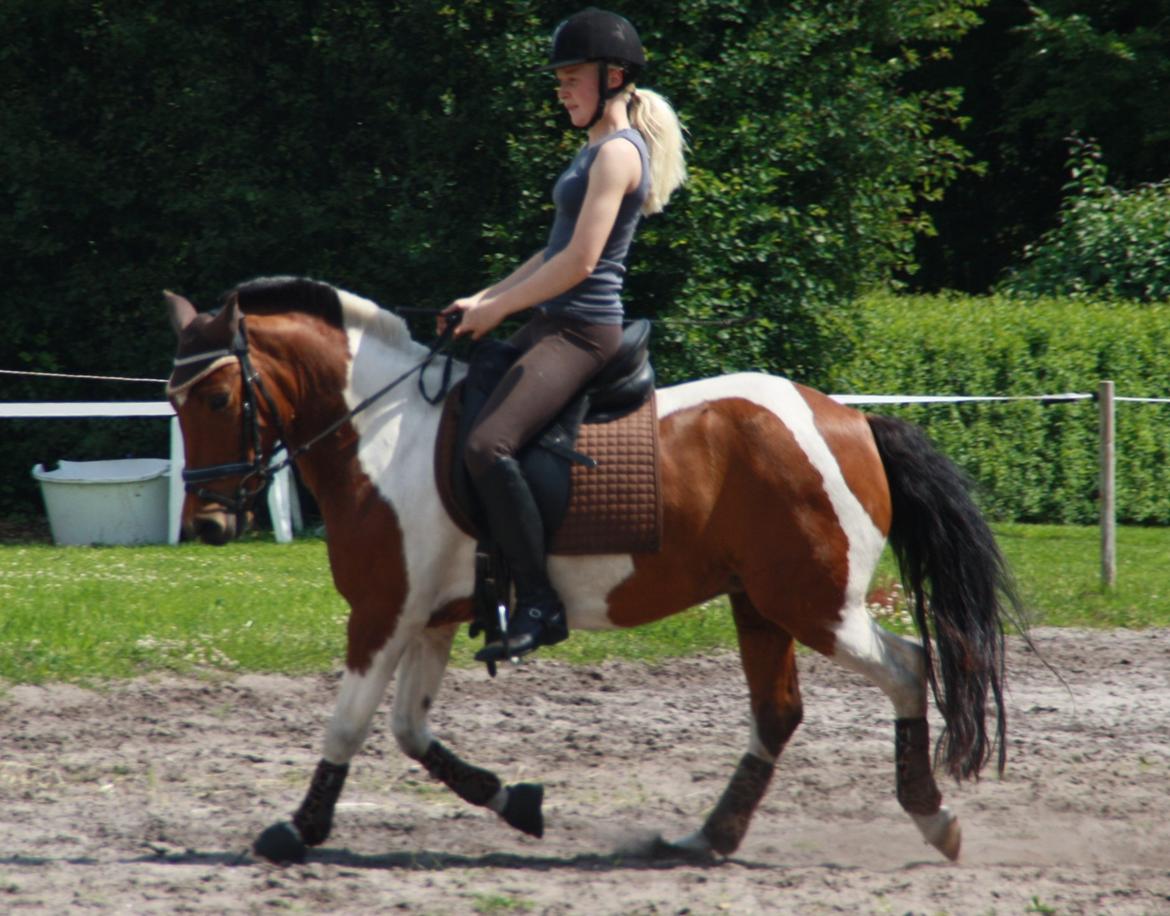 Anden særlig race Mille - Dressur med mig billede 10