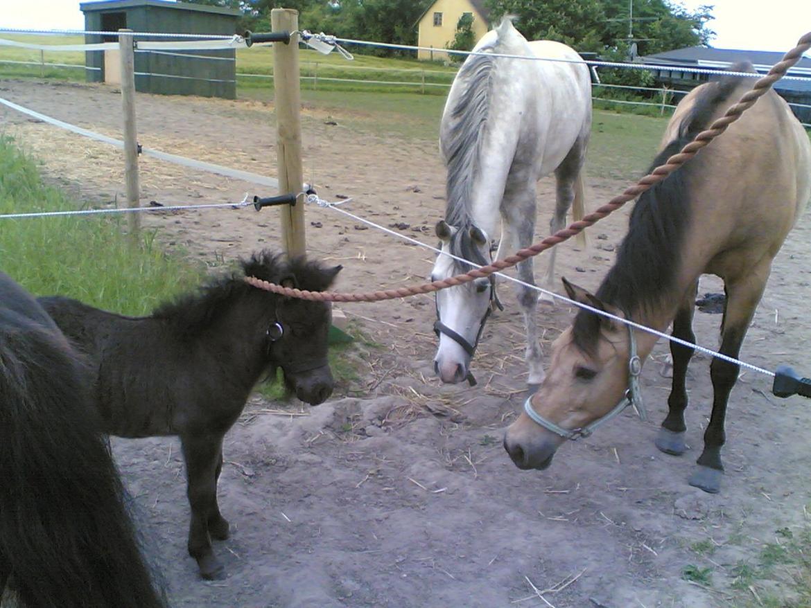 Anden særlig race Dunn - Hilser på Robin billede 3