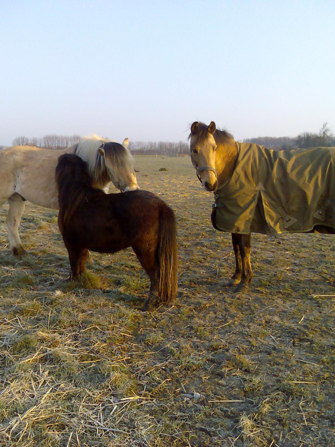 Anden særlig race Dunn - På vinterfold billede 4