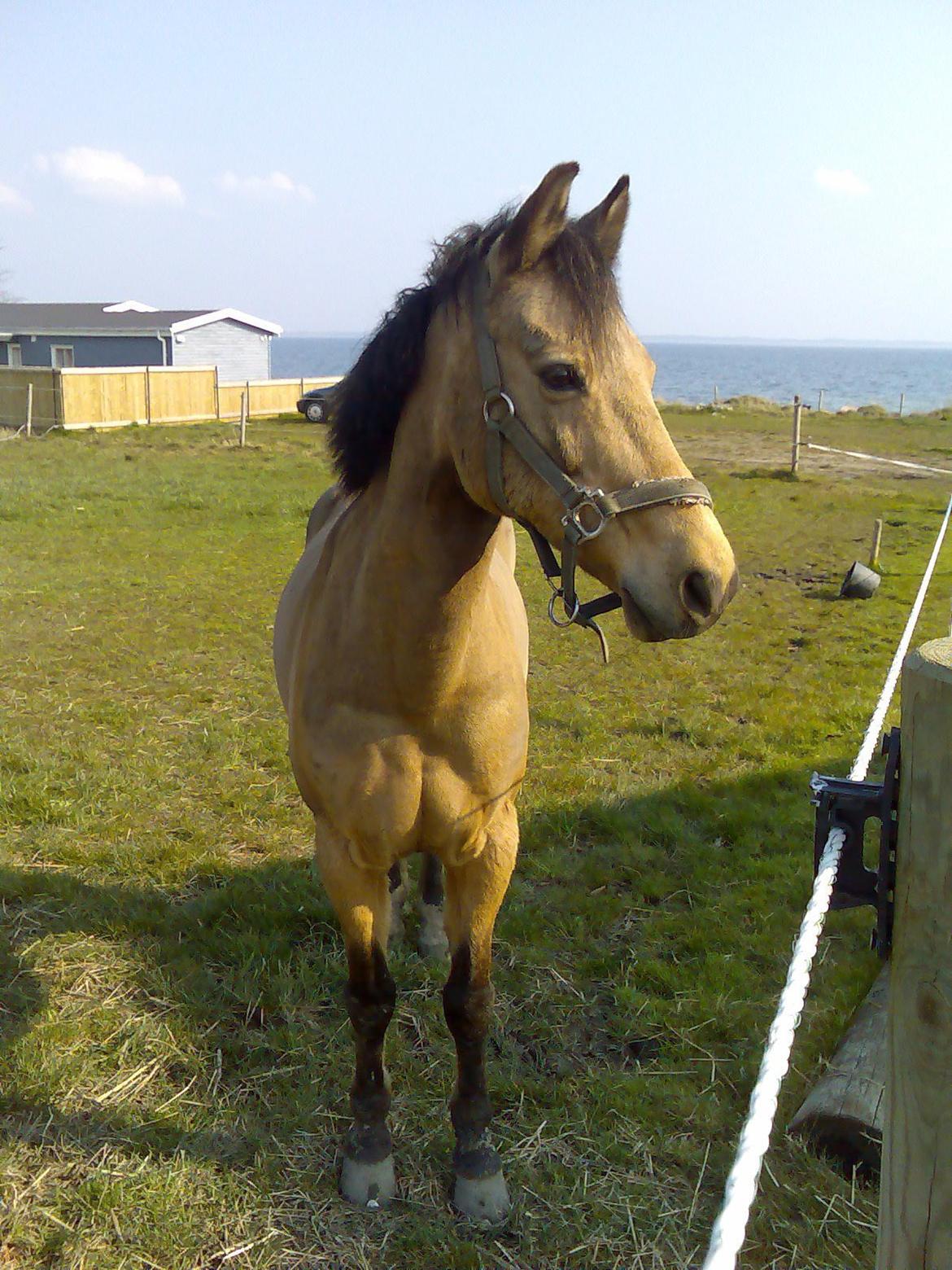 Anden særlig race Dunn billede 5