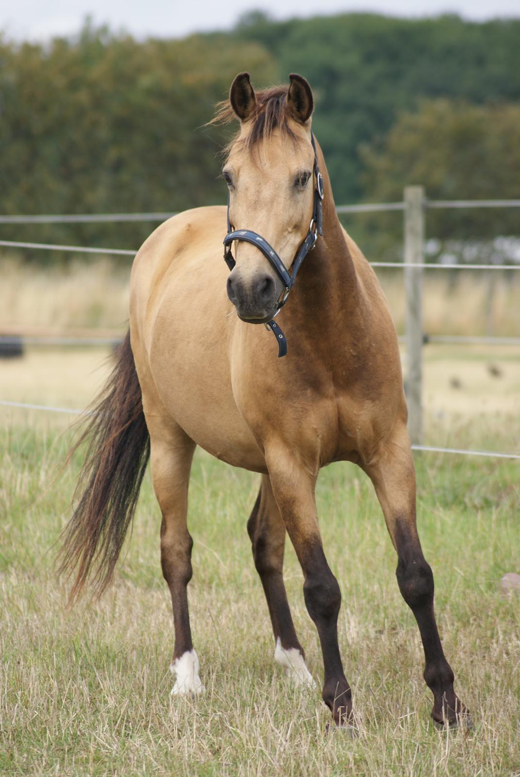 Anden særlig race Dunn billede 7