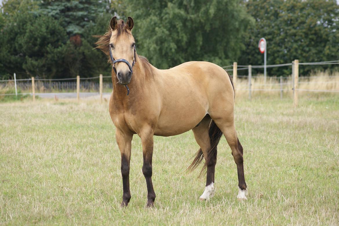 Anden særlig race Dunn billede 8