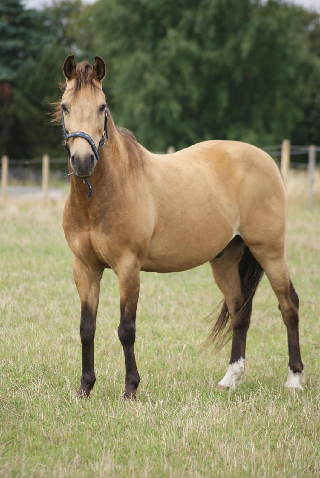 Anden særlig race Dunn billede 9