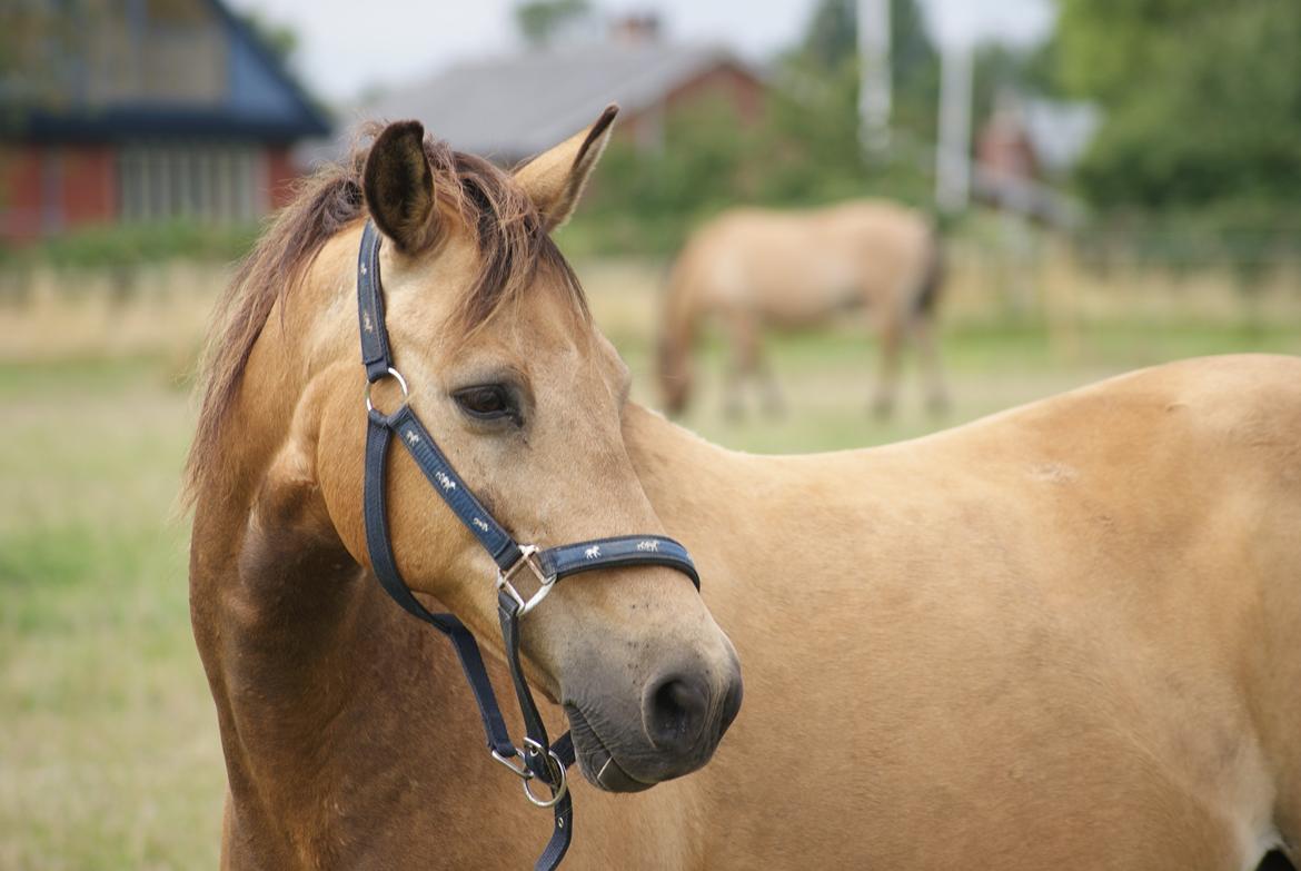 Anden særlig race Dunn billede 11