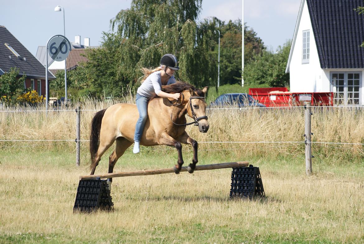 Anden særlig race Dunn - et enkelt spring kunne han også tage, selvom det ikke skulle gøres alt for tit :-) billede 12