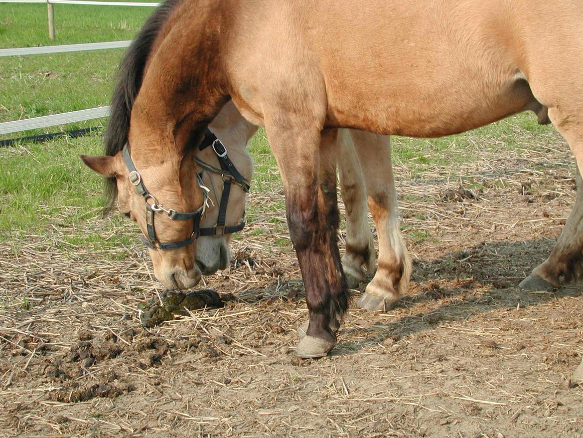 Anden særlig race Dunn billede 13