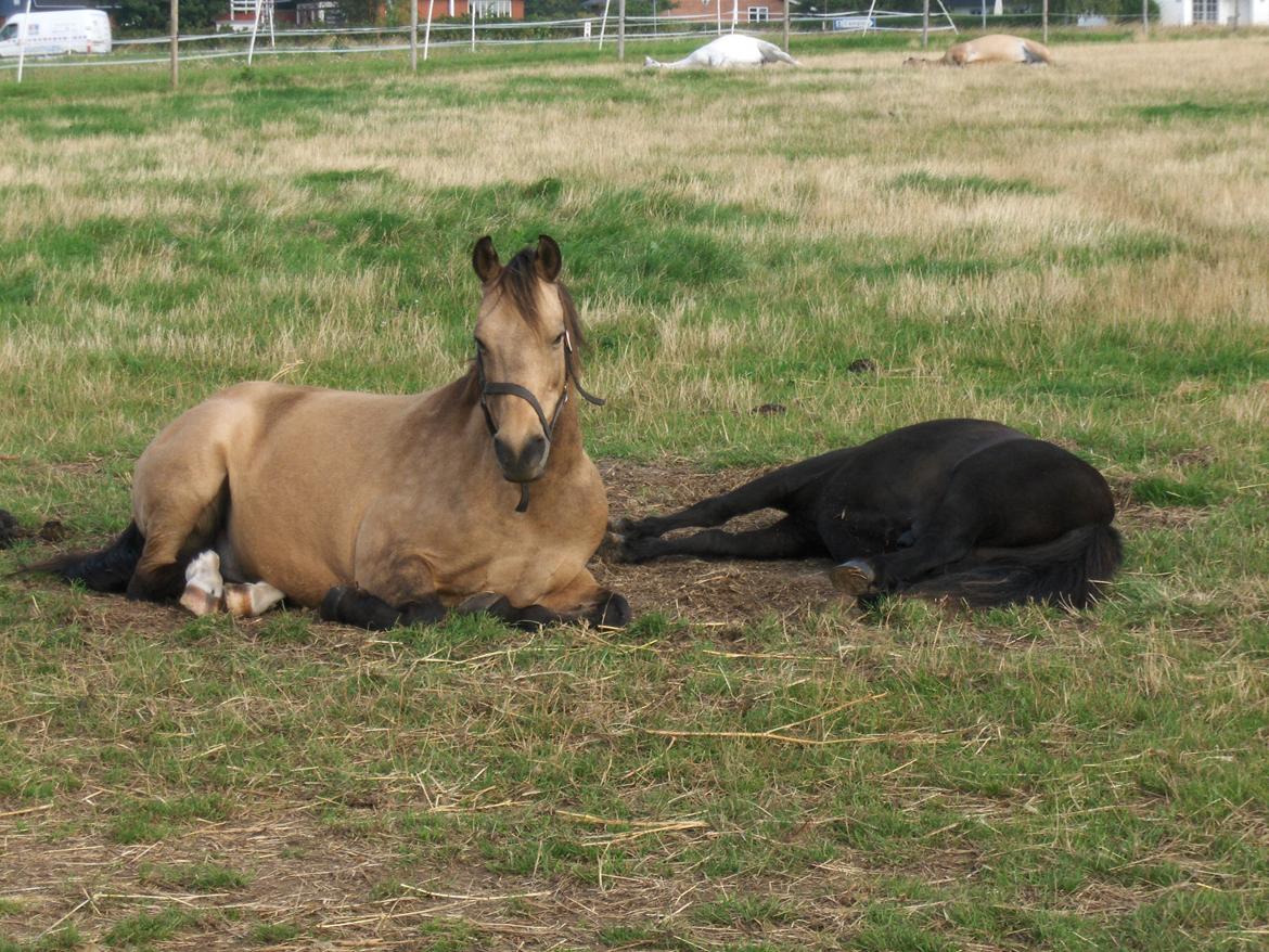 Anden særlig race Dunn billede 16