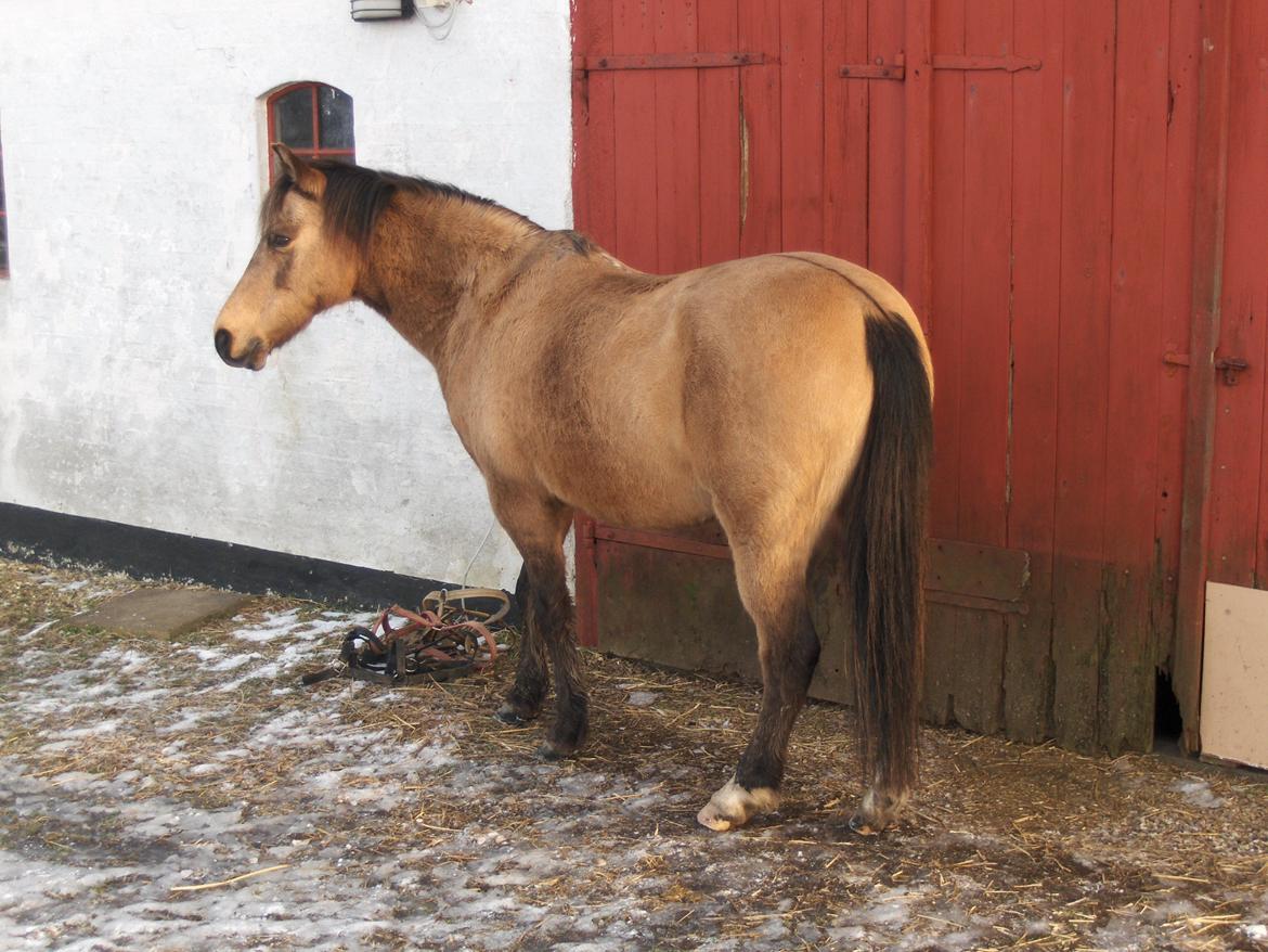 Anden særlig race Dunn billede 17